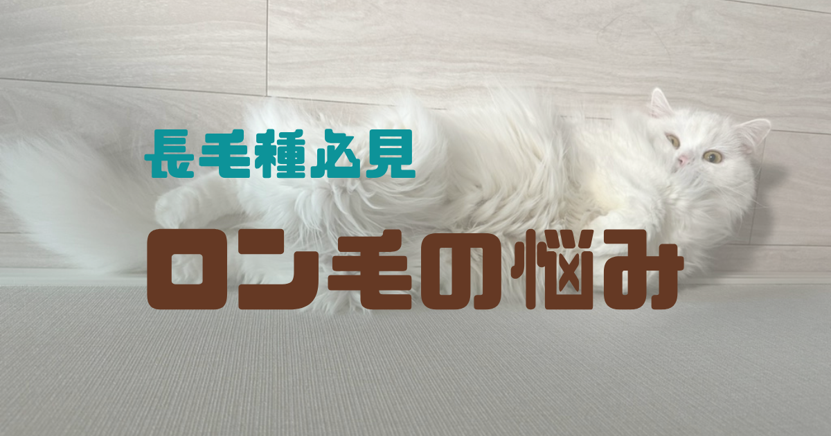 🐾長毛種の猫が毛玉だらけ？スコティッシュフォールド『シロ』と学ぶお手入れ＆快適生活ガイド